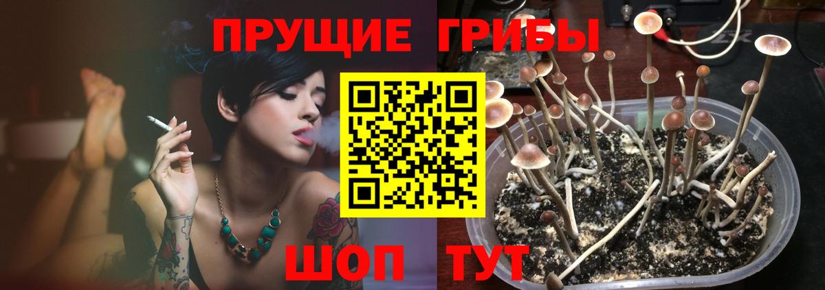 Галлюциногенные грибы Psilocybe Когалым